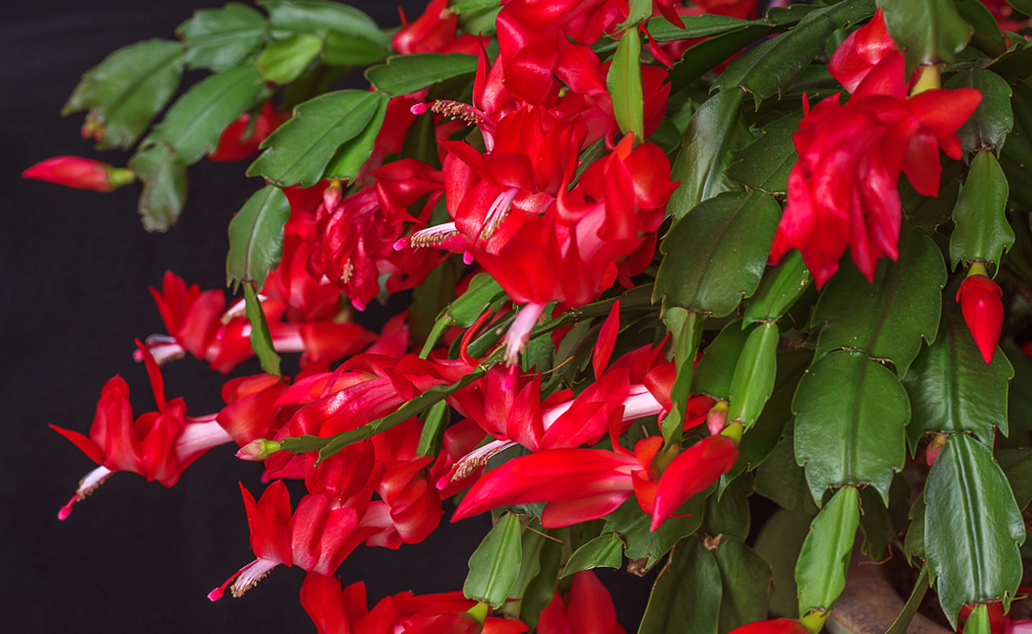 Cactusul de Crăciun, planta de apartament care se potrivește perfect craciunițelor