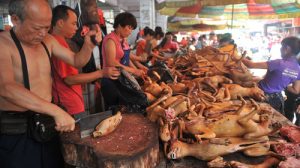 Festivalul cărnii de câine declarat ilegal în China. Imagini