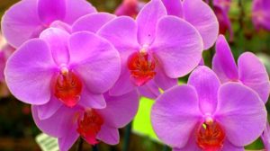 Îngrijirea orhideelor: cele mai frecvente probleme și soluții