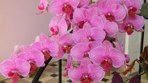 Cum să menţii orhideea înflorită. Când e bine îngrijită şi ţinută în apartament, florile se pot menţine chiar trei luni