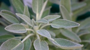 Planta care aduce nemurirea. Salvia si proprietățile sale miraculoase, o planta cunoscuta din antichitate si care poate trata orice boala