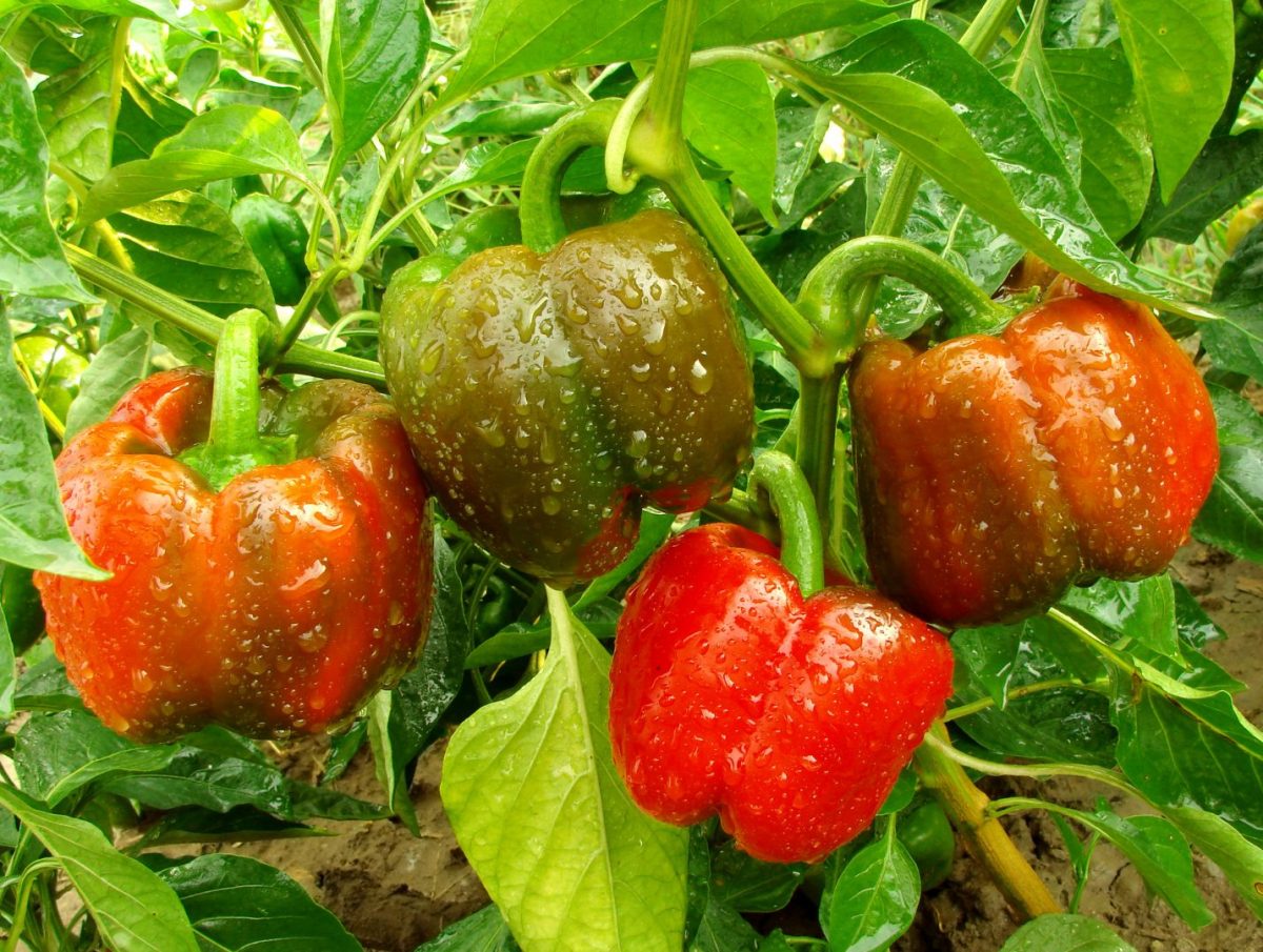 Cel mai bun îngrășământ de casă pentru ardei, ieftin, eficient și natural  Cum să stimulezi creșterea și aroma, să crească sănătosi și să dea roade din belșug