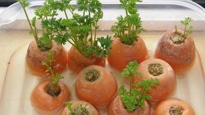 8 plante care pot creste din nou in propria bucatarie