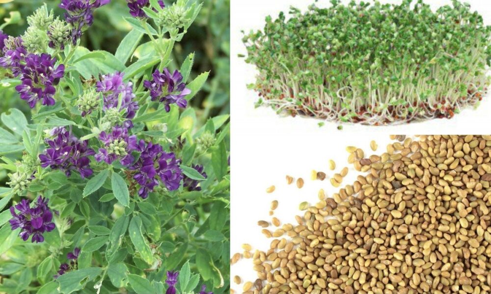 Lucerna – marele tămăduitor al naturii