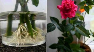 Cum poți face ca trandafirii din buchete sa prinde rădăcini în ghivece