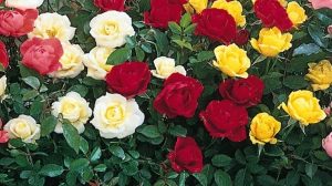 Tunderea corecta a trandafirilor pentru a avea o inflorire abundenta si mai spectaculoasa