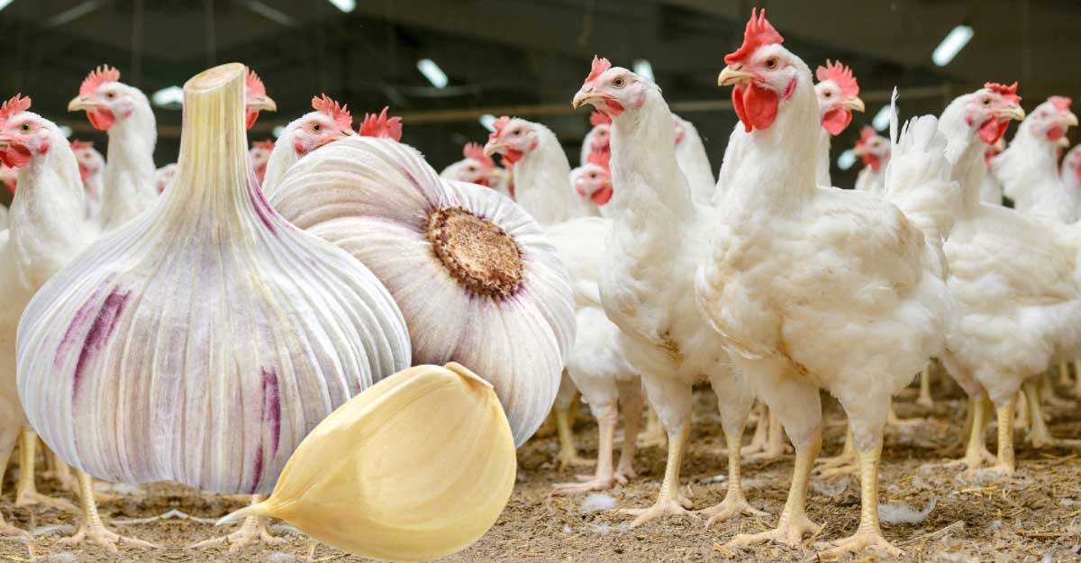 Usturoiul la GĂINI – Crește Producția de OUĂ și accelerează dezvoltarea găinilor
