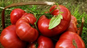10 Sfaturi practice pentru a cultiva rosii de calitate in gradina