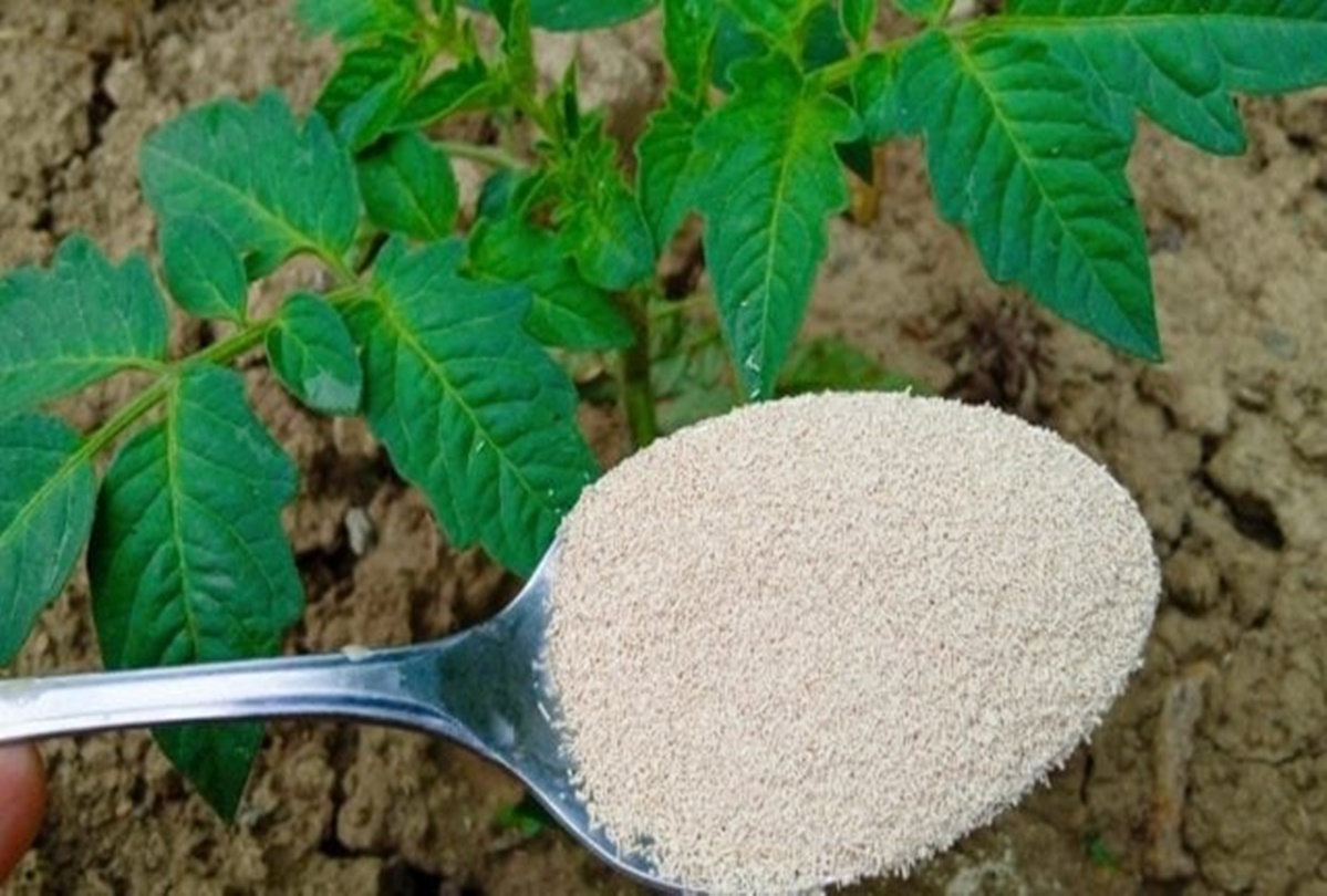 Îngrășământul perfect pentru roșii, ardei și castraveți: dă-le asta și vor da roade neasteptate. Metoda simpla si eficienta de a cultiva castraveţii pe verticală intr-un spatiu restrans