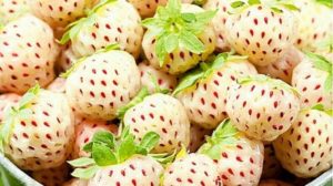 Căpşunii Pineberry sau căpşunii ananas. Tu ştii ce beneficii au căpşunile albe?