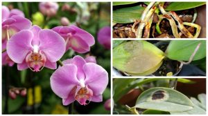 Iată cele mai frecevente BOLI ȘI DĂUNĂTORI ale orhideelor și CUM PUTEȚI SALVA FLOAREA PREFERATĂ!