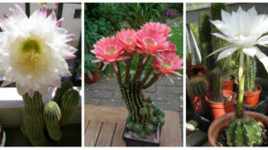 Un articol dedicat celor care adora cactusii – reguli de ingrijire