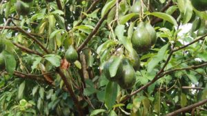 Frunzele acestui pom fructifer curăţă şi detoxifică foarte eficient rinichii!