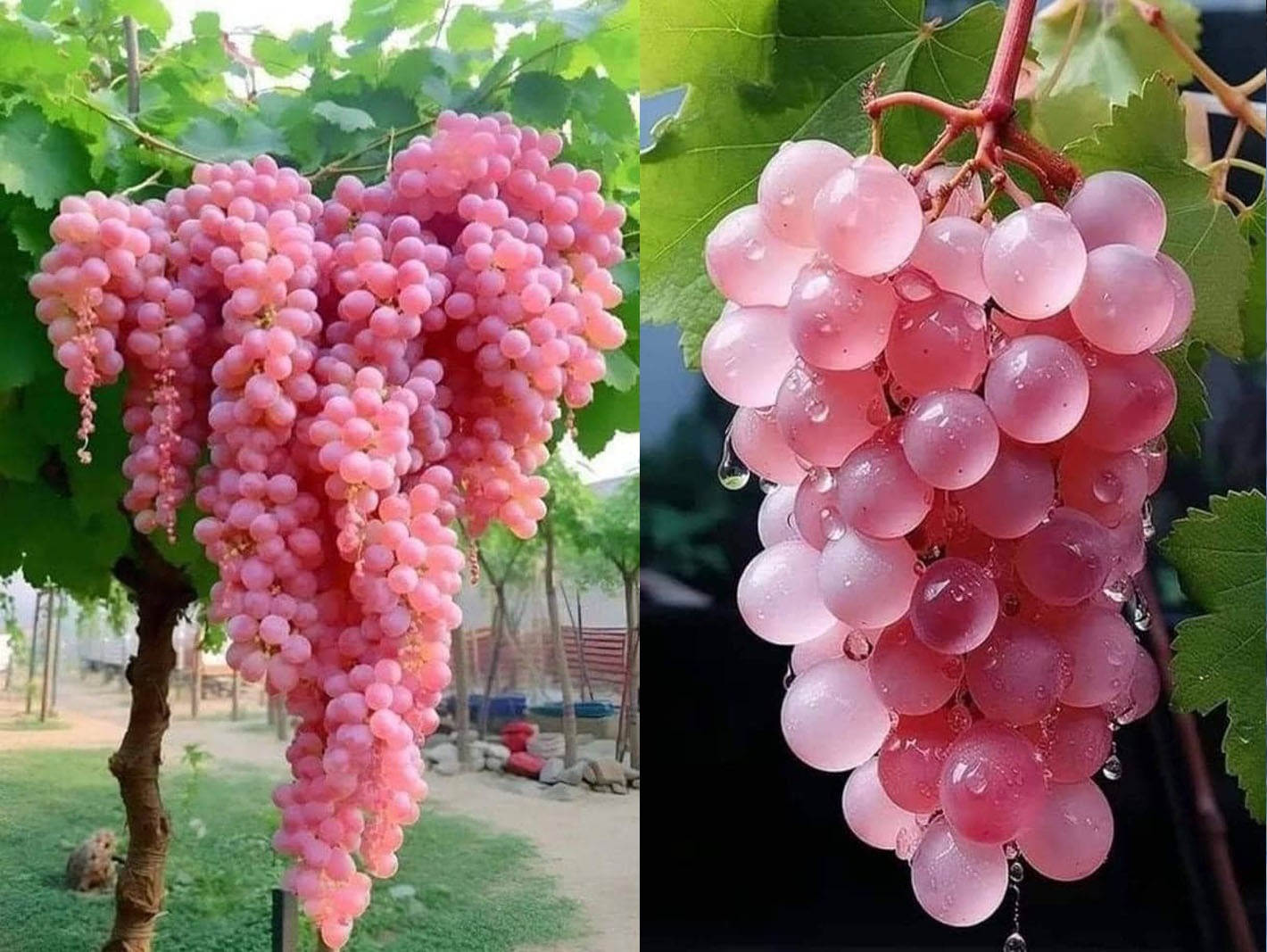 Cum să faci o detoxifiere de toamnă folosind struguri!