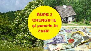 Baba Vanga: Dacă vezi acest copac, nu-l ocoli, rupe 3 crenguțe și ține-le în casă! Îți vor aduce noroc la bani tot anul!