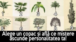 Alege un copac și află ce mistere ascunde personalitatea ta!