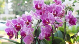 Cum se provoaca o noua inflorire la orhidee. Folositi cu incredere aceste ponturi si va veti bucura de orhidee inflorite tot timpul anului