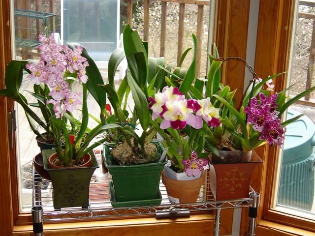 Un truc eficient pentru ca orhideea ta să crească cât mai frumos și să înflorească într-un timp cât mai scurt!