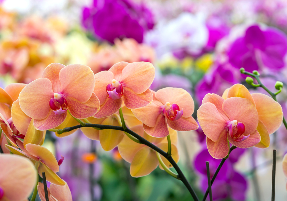 De ce este bine să ai cel puțin o orhidee în casa ta? Iată ce spun experții despre această minunată floare