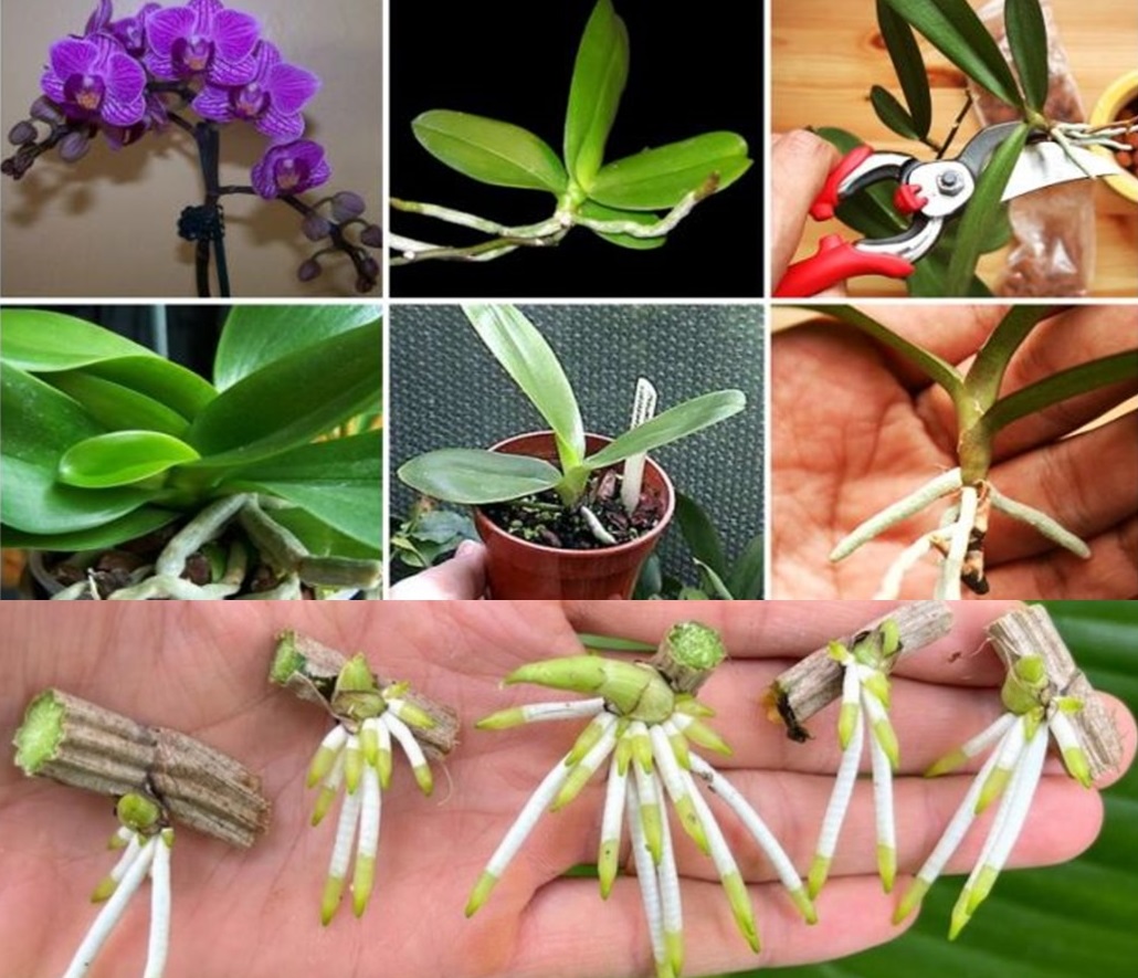 3 metode simple prin care se inmultesc orhideele