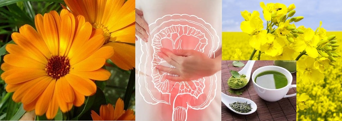 Cele mai eficiente plante în terapia cancerului de colon. Rapiţa şi ceaiul verde au efect de protecţie contra cancerului