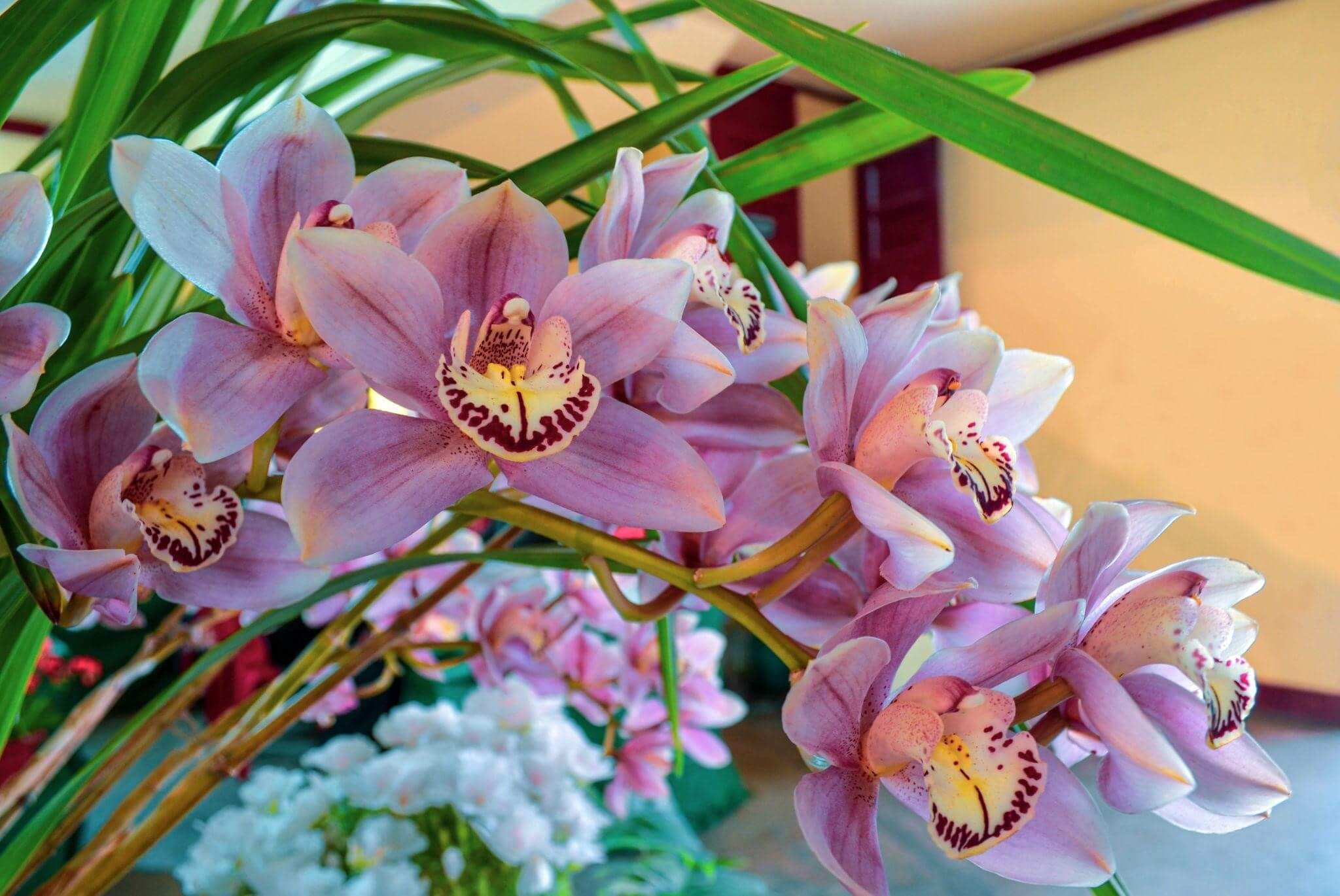 Tratament sănătos pentru orhidee cu usturoi – Plantele mele înfloresc tot timpul