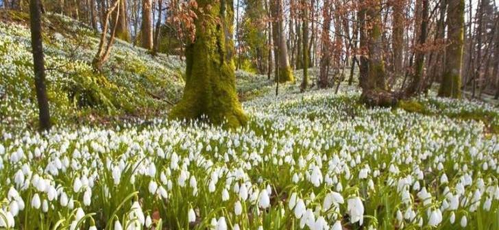 O minunatie! 10 hectare de ghiocei, intr-un loc de poveste, nu departe de Timisoara. VIDEO!