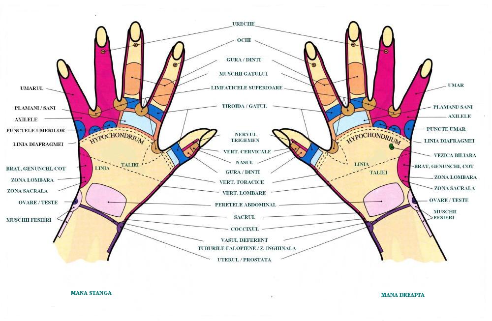 Gimnastica pentru degete-mâinile sunt conectate cu cele mai importante funcții ale corpului nostru, cum ar fi mișcările coordonate corecte, vorbirea, gândirea, voința, inteligența