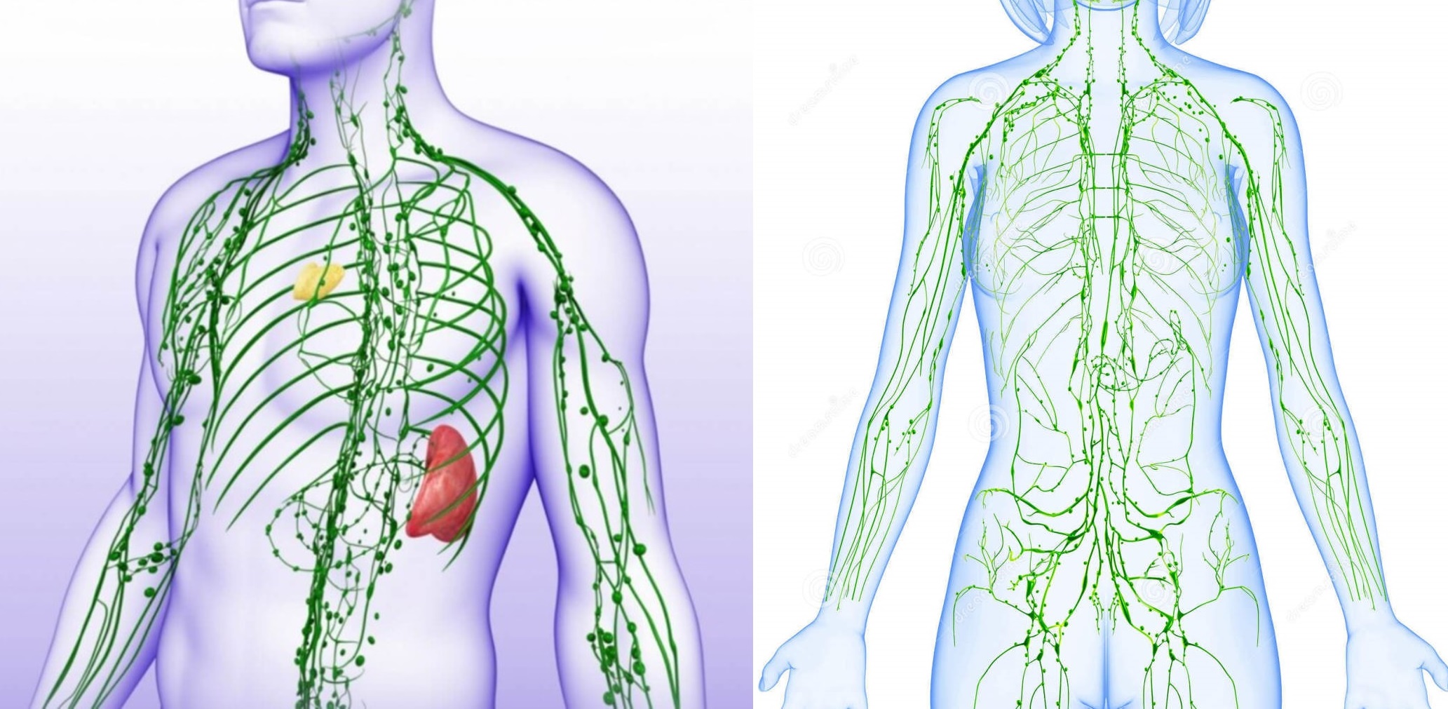 Gimnastica cu drenaj limfatic este o prevenire eficientă a tromboflebitei, infarctului miocardic și accidentului vascular cerebral