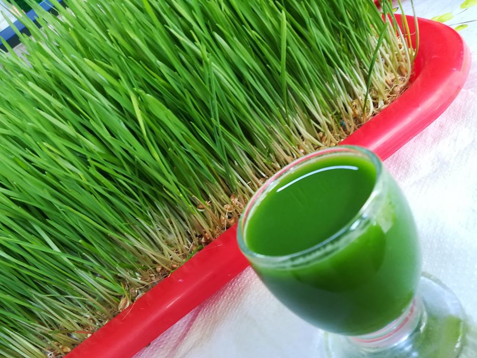 “Sângele verde”, elixirul din iarbă de grâu care iți reface sănătatea, glanda tiroidă, neutralizeaza tumorile, recomandat diabeticilor, reduce imbătranirea prematură