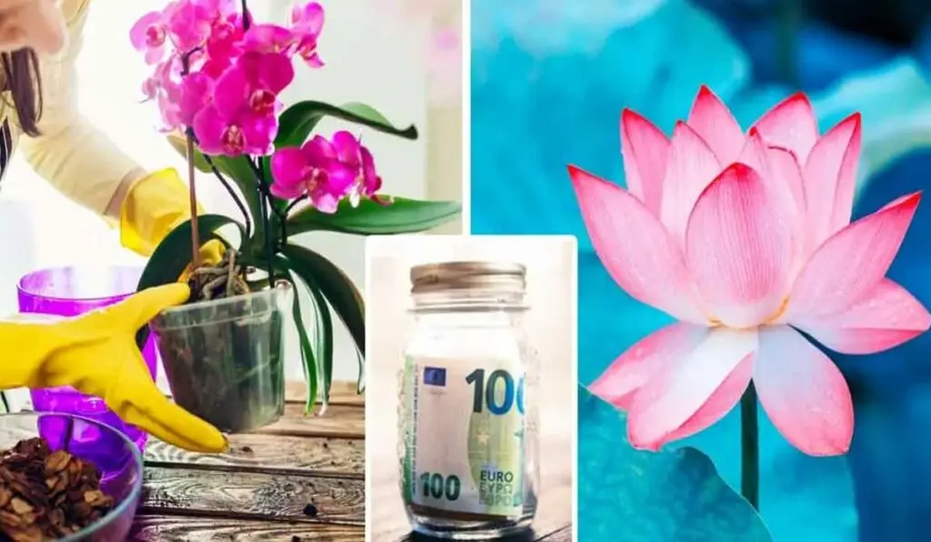 Plante de interior care atrag noroc si prosperitate in casa si in viata ta
