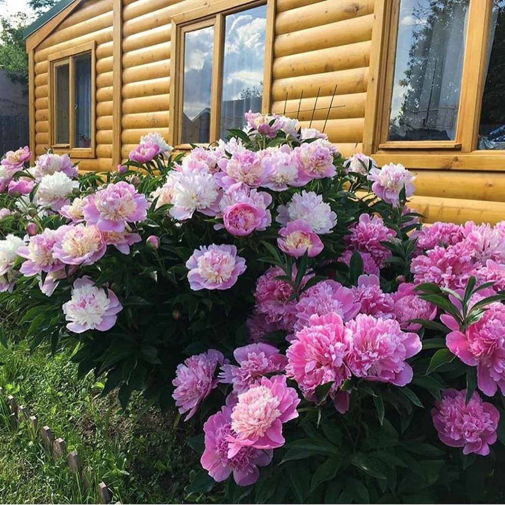 De îndată ce bujorii răsar, adaug acest îngrășământ la rădăcini. Florile devin extrem de bogate după aceste granule!