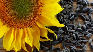 Semințele de floarea soarelui – desfundă vasele de sânge, curăță colonul și hrănesc creierul