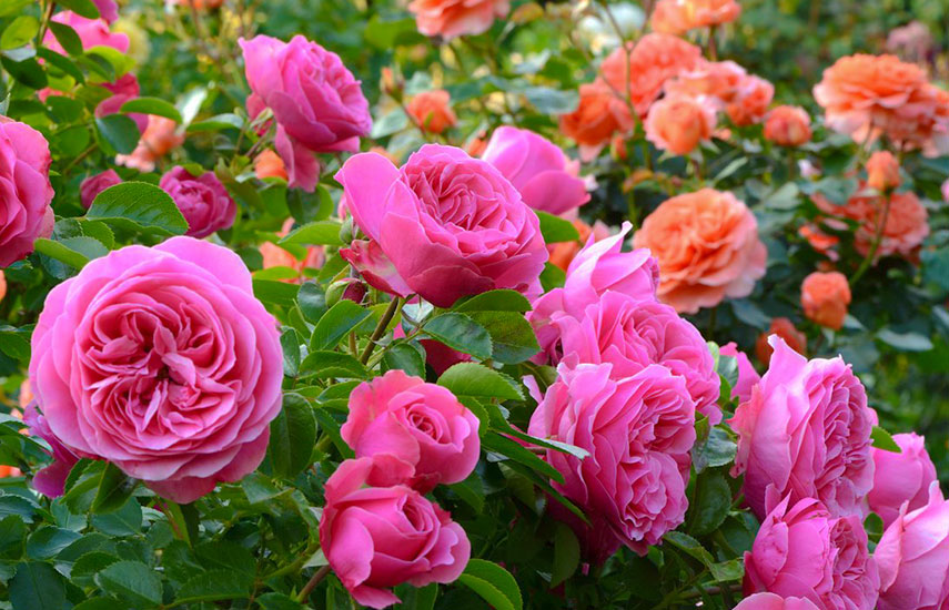 Fertilizarea trandafirilor – Cele mai simple metode pentru fertilizarea trandafirilor