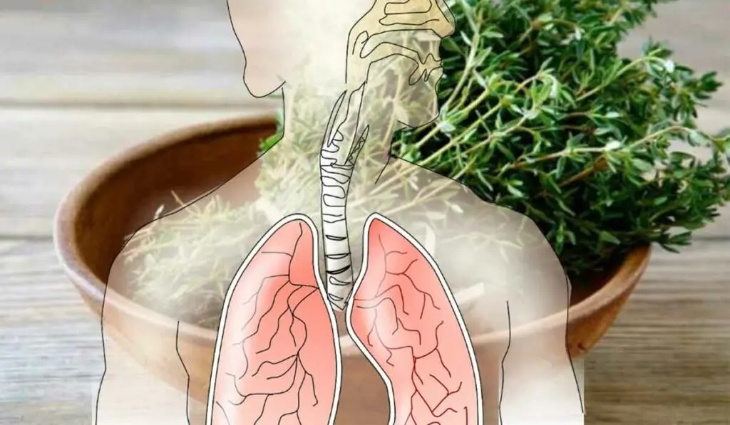 Plante pentru plămâni sănătoși și pentru susținerea aparatului respirator