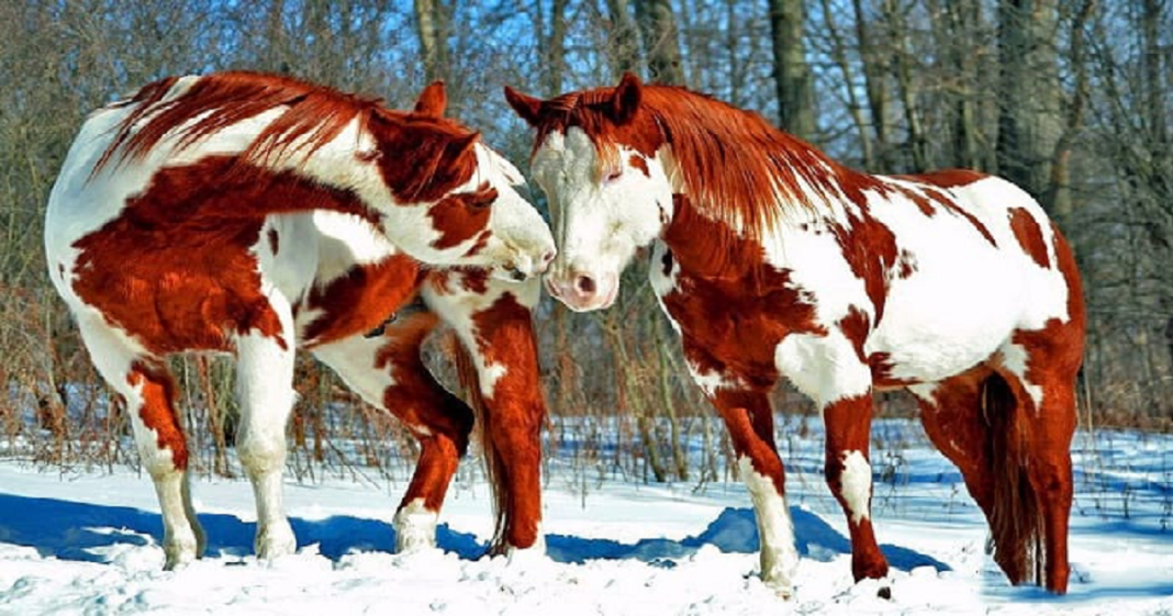 Frumusetea lor te va lasa masca! 10 cai care sunt cei mai frumosi de pe planeta!
