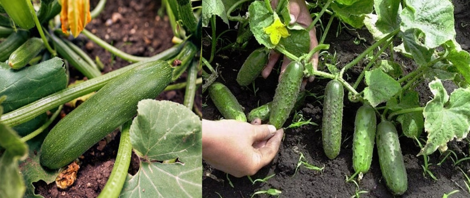 Secretul unei recolte bogate de castraveti – Amestec de paine fermentata