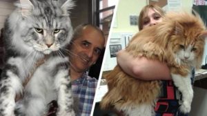 Maine Coon: 20 de fotografii ale celor mai mari și prietenoase pisici domestice din lume