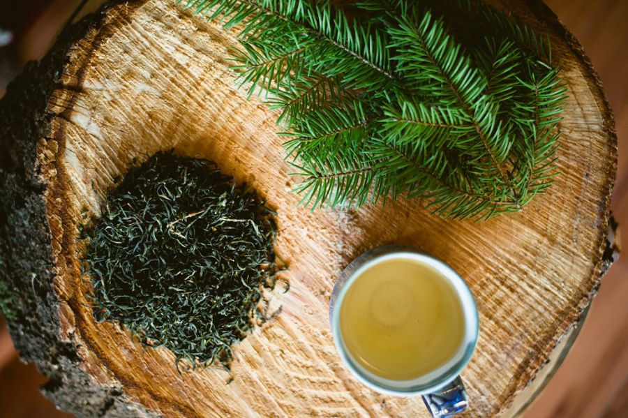 Ceai de cetină, ceai de taiga — un leac natural, bun după o boală gravă, intervenții chirurgicale, epuizare, anemie