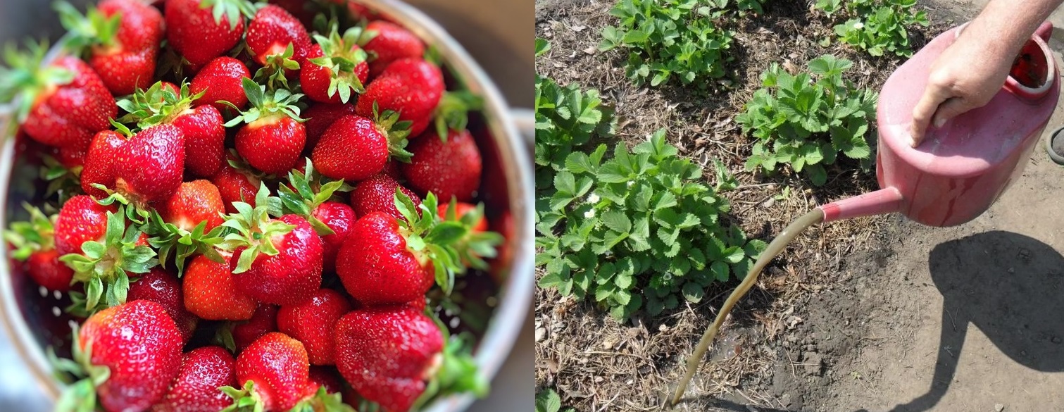 Fertiliz tufele de căpșuni o singură dată și obțin o recoltă bogata toată vara. Boabele sunt mari și dulci