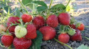 Secretele cultivării căpșunilor pentru începători!