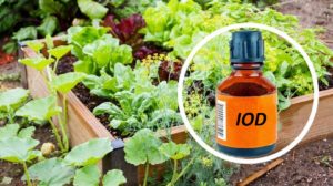 Cum se folosește iodul ca îngrășământ pentru plante? Instrucțiuni detaliate de utilizare a acestui compus în horticultură!