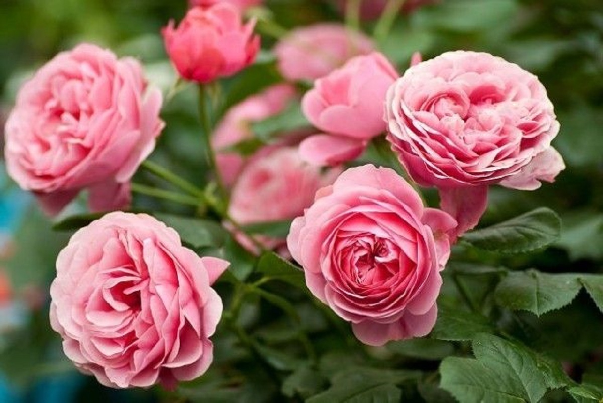 8 secrete cum să creșteți cei mai frumoși trandafiri!