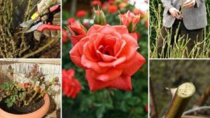 Tăierea trandafirilor primăvara – sfaturi pentru florarii începători!
