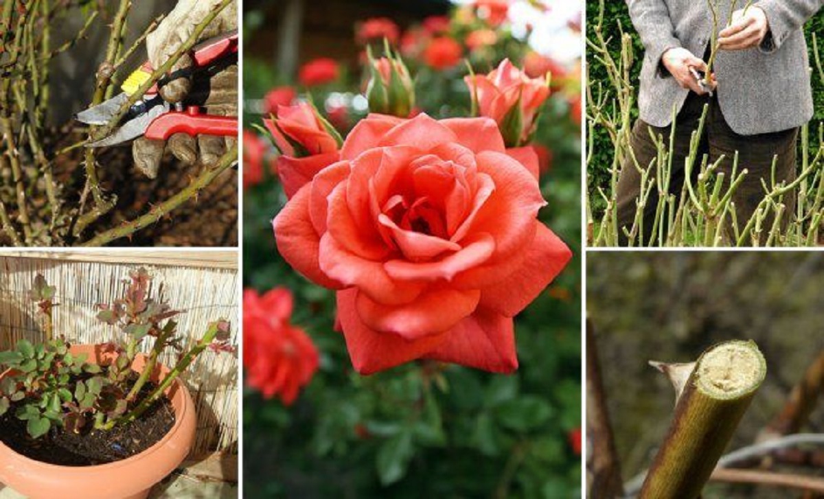 Tăierea trandafirilor primăvara – sfaturi pentru florarii începători!