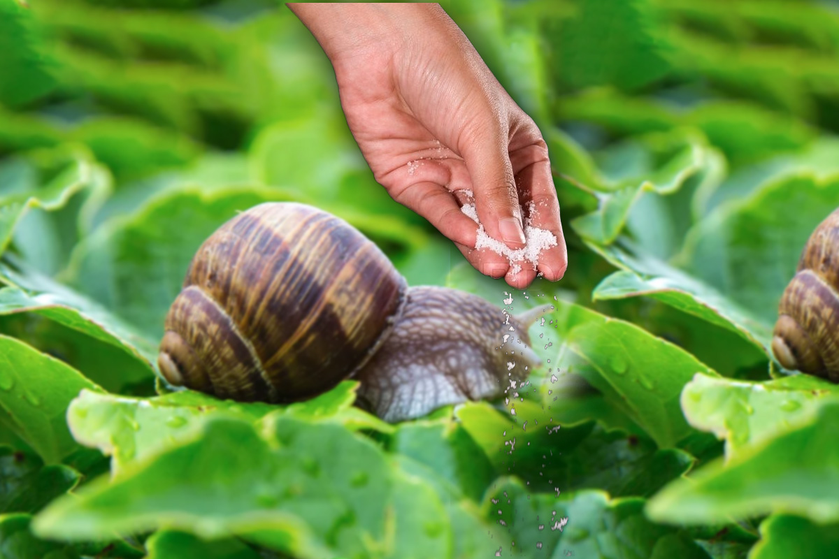 7 metode naturale pentru eliminarea melcilor și limacșilor din grădină!