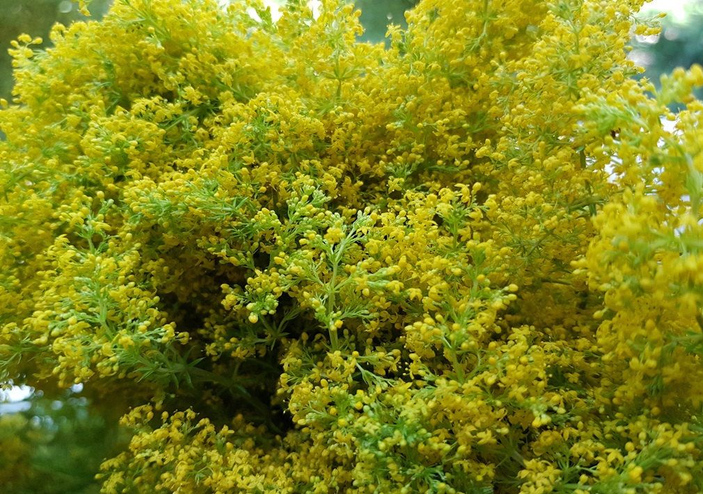 Sânzienele, cel mai de preţ leac al verii! Drăgaică sau floarea Sfântului Ion, sânzienele constituie una dintre plantele medicinale cele mai utilizate în medicina naturistă. Cele mai bune efecte s-au observat în afecţiunile renale