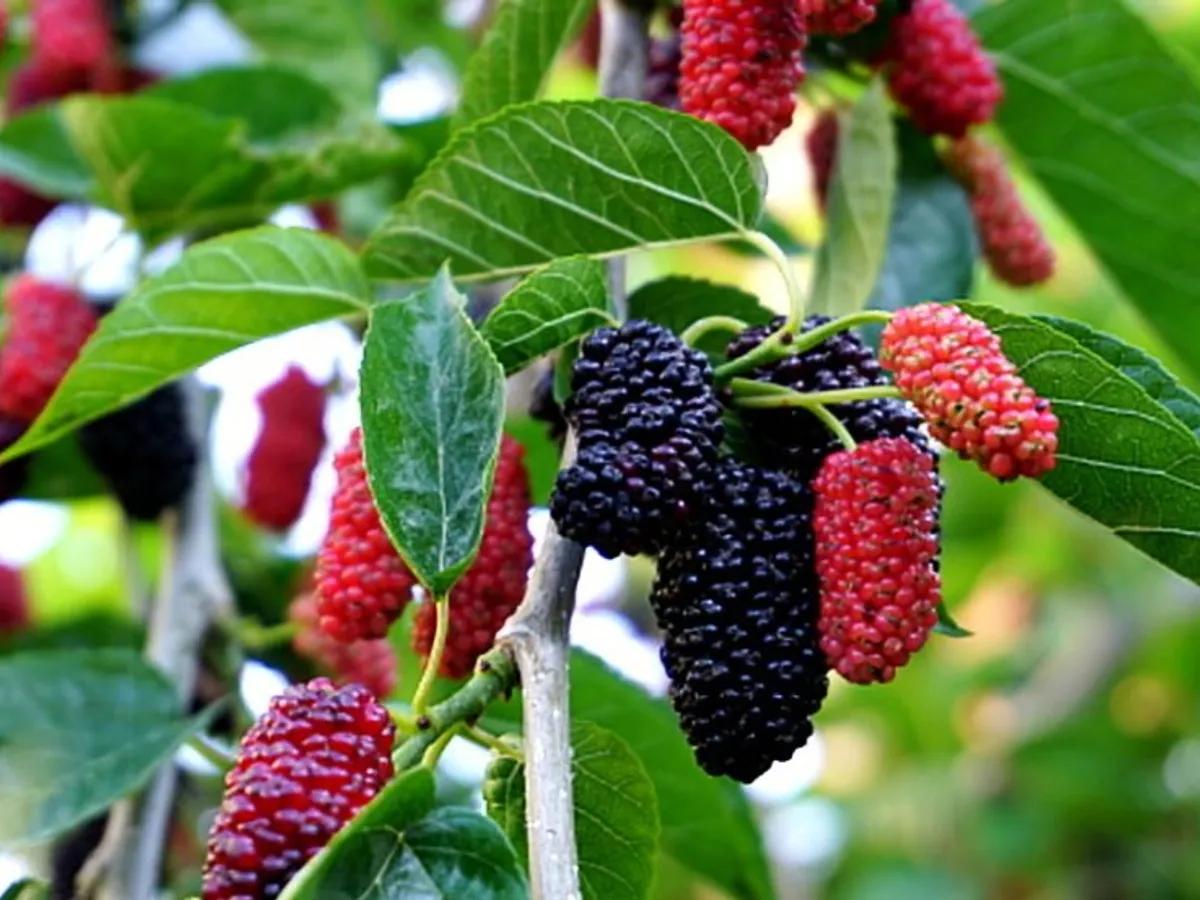 Tratamente cu fructe, frunze, scoarta si radacini de dud, intern și extern și prepararea dulcetii de dud