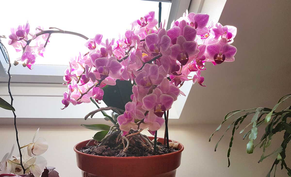 Ce trebuie făcut dacă orhideea nu vrea să înflorească: o modalitate ușoară de a obține flori