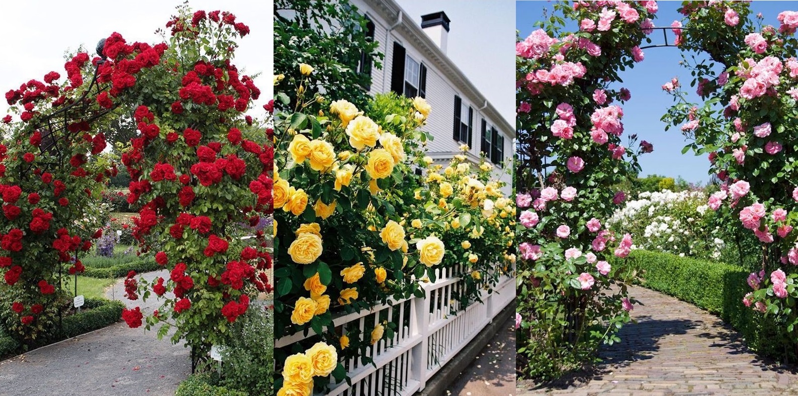 Cum sa ai tufe bogate de trandafiri spectaculosi in curtea casei tale. Ingrijirea trandafirilor cataratori. GALERIE FOTO!